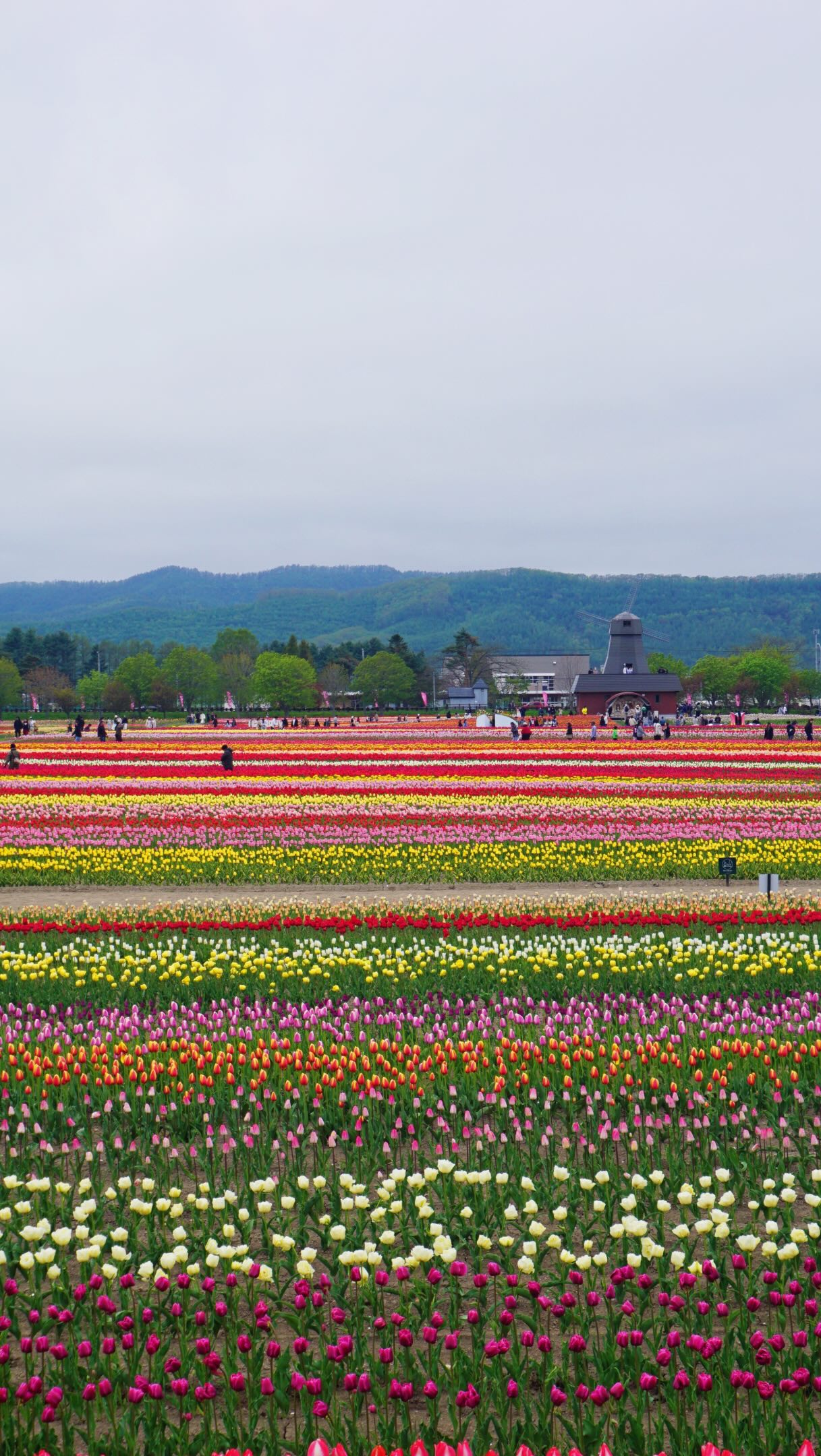 One of the best things to do in Hokkaido during spring is visit its flower fields. From vibrant blooms to rolling hills and fresh air, it’s a completely different side of Hokkaido from the snowy winter views most people know.
🌷 Shibazakura Takinoue kōen Park
🌼 Kamiyubetsu Tulip Park

Definitely worth adding to your Hokkaido itinerary.

Promo Codes
Enjoy extra discounts with my promo codes:
📌 Agoda Hotels: MARXAGODA
📌 Agoda Activities: MARXACTIVITY
📌 Klook: MARXTERMINDKLOOK

sapporo day tour | hokkaido spring | hokkaido trip

#travelwithmarx